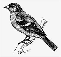 Image result for Bird On Branch Drawing