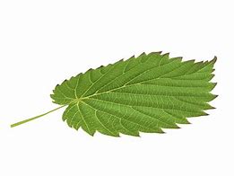 Image result for Leaf Spiral 3D Model