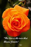 Image result for Rose Sayings