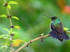 Image result for Hummingbird Flower Coloring Pages