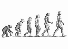 Image result for Evolution Human Homo Sapiens