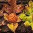 Image result for Yellow Balls On the Back of Oak Leaves