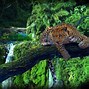 Image result for Jungle Tree Images