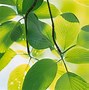 Image result for Windows Green Leaf Background