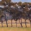 Image result for Eucalyptus Painting Georges