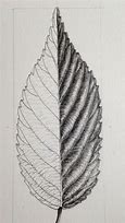 Image result for Leaf Pencil Drawing