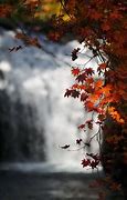 Image result for Fall Leaves Background Portrait