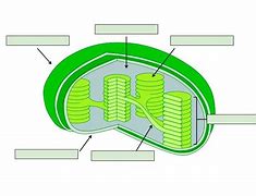 Image result for Chloroplast Blank