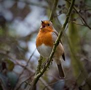 Image result for Robin Singing