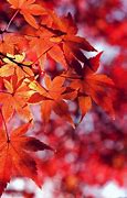 Image result for Fall Foliage Wallpaper Autumn Leaves