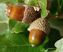 Image result for White Oak Tree Seeds