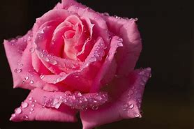 Image result for Wet Single Stem Red Rose