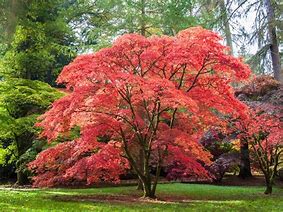 Image result for Upright Japanese Maple Tree