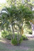 Image result for Areca Palm Tree