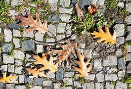 Image result for Autumn Leaves of Stone Oak