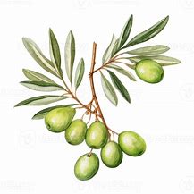 Image result for Olive Branch Curved