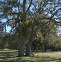 Image result for FL Oak Trees