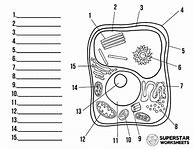 Image result for Blank Plant Cell Diagram Worksheet