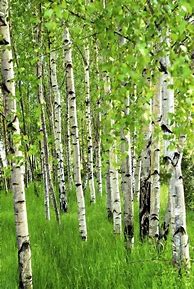 Image result for Aspen Tree Wall Art