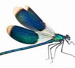 Image result for Real Estate Dragonfly Clip Art