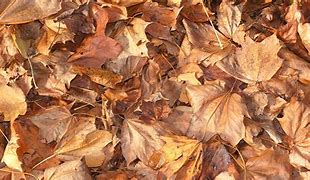 Image result for Leaf Pile No Background