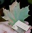 Image result for Maple Tree Diseases On Leaves