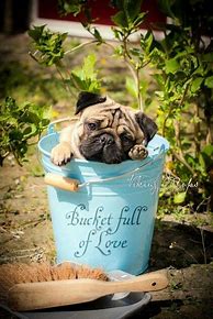 Image result for Cute Pug Coloring Pages