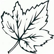 Image result for Maple Leaf Coloring