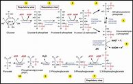 Image result for Glycolysis Steps Diagram