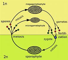 Image result for First Grade Plant Life Cycle