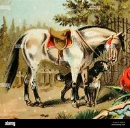 Image result for Horse and Dog Drawing