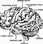 Image result for Blank Diagram of the Brain