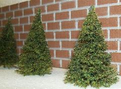 Image result for Miniature Pine Tree