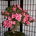 Image result for Best Looking Bonsai Trees