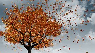 Image result for One Leaf Falling Down From a Tree