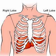 Image result for Rib Cage Associated to Liver