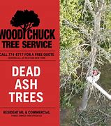 Image result for Ash Tree Twig