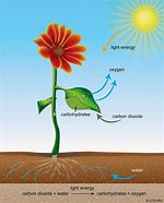 Image result for Flower Photosynthesis