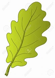 Image result for Oak Leaves Clip Art