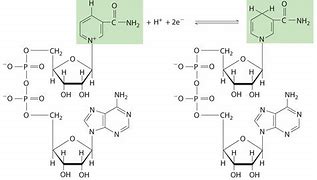 Image result for Nad+ NADH Forms