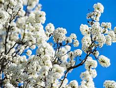 Image result for Bradford Pear Tree Silhouette