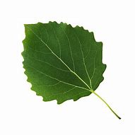 Image result for Aspen Leaf Background