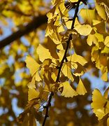 Image result for Maple Tree Branch Vector