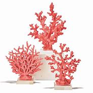 Image result for Pink Coral