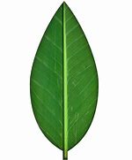 Image result for Leaf Pics No Background