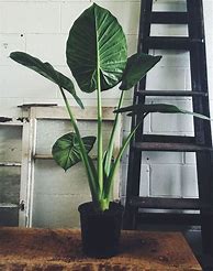 Image result for Leafy Indoor Plants