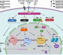 Image result for RNA Polymerase 3 Transcribes