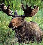 Image result for Moose Silhouette