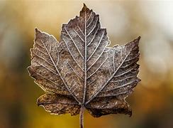 Image result for Maple Leaf Template