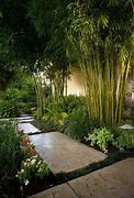 Image result for Bamboo BackYard